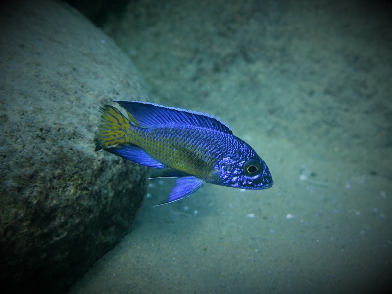 Aulonocara stuartgranti 'Mdoka Reef'